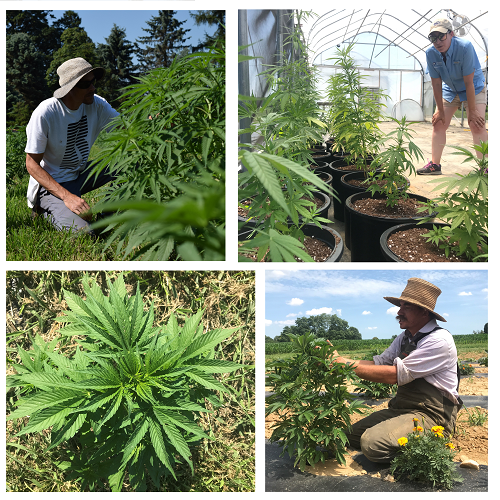 Making the Rounds: Mid-season Hemp Farm Check-in